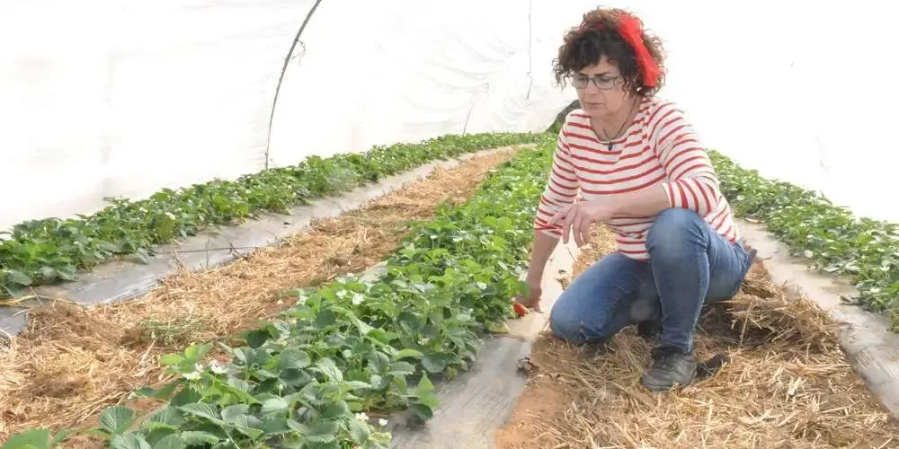 Ferme de la Rigonie : producteurs de fraises et fruits rouges