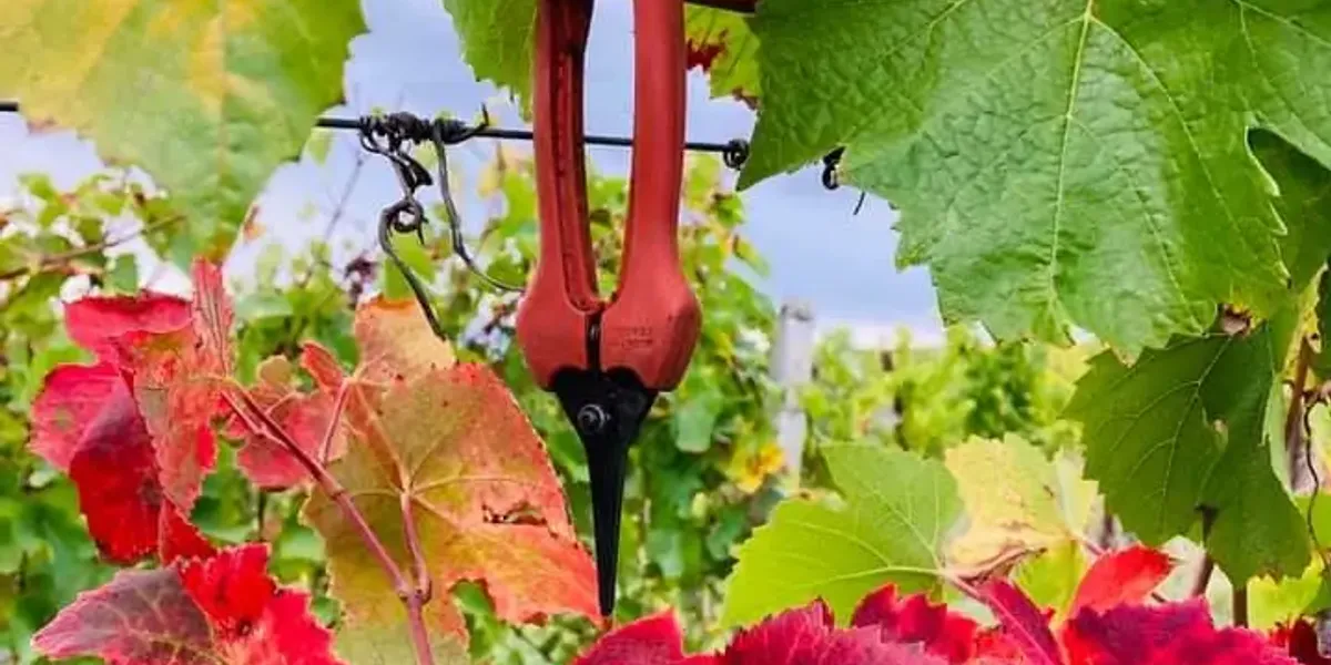 Vins Scheyder
