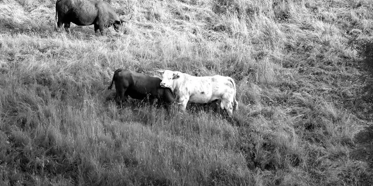 Gaec D'anglards le Pommier
