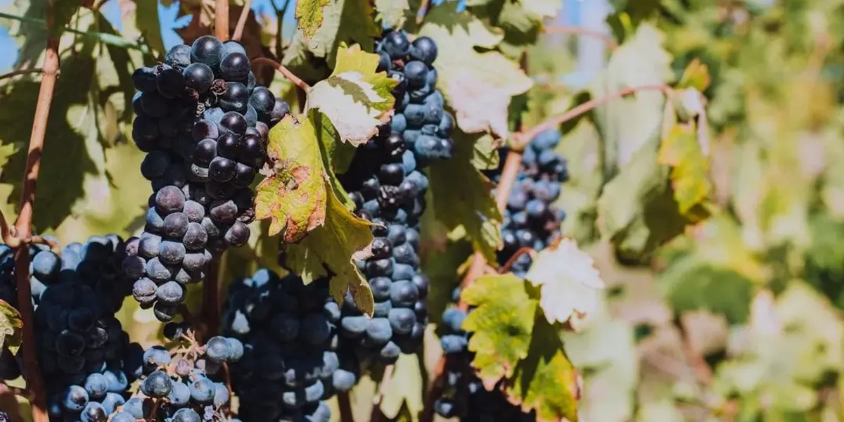 Domaine Guirardel