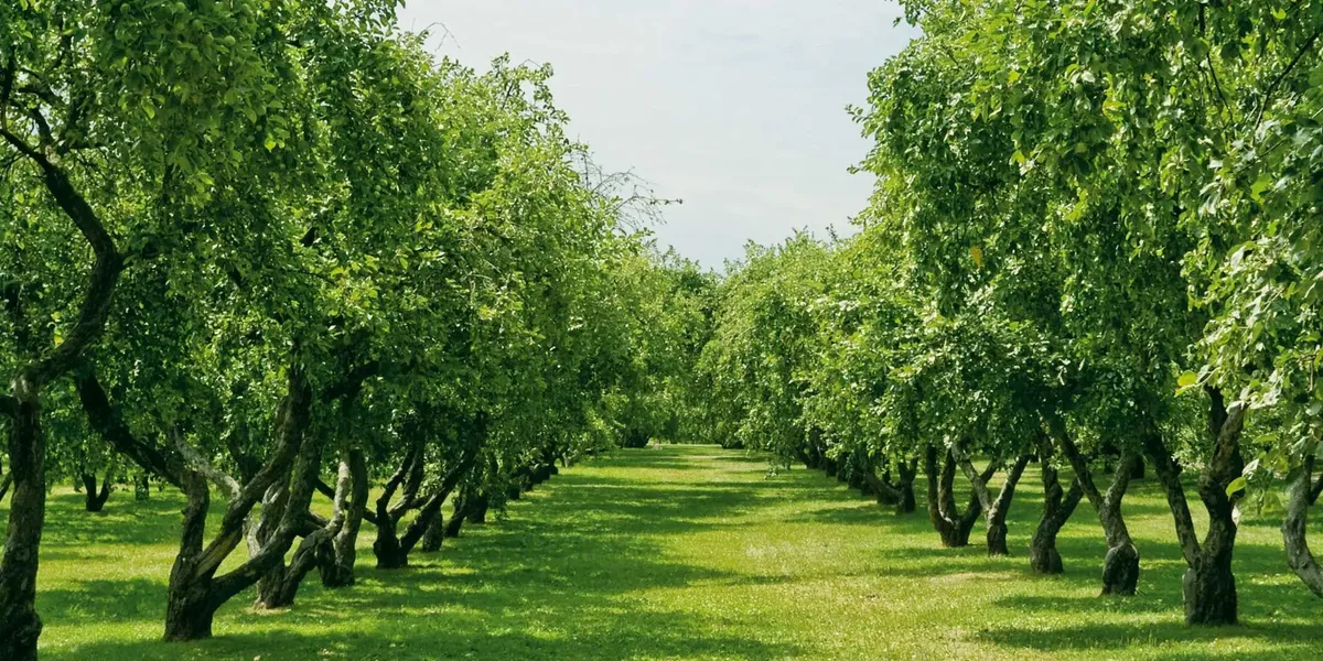 Jourdanet Fruits Bio
