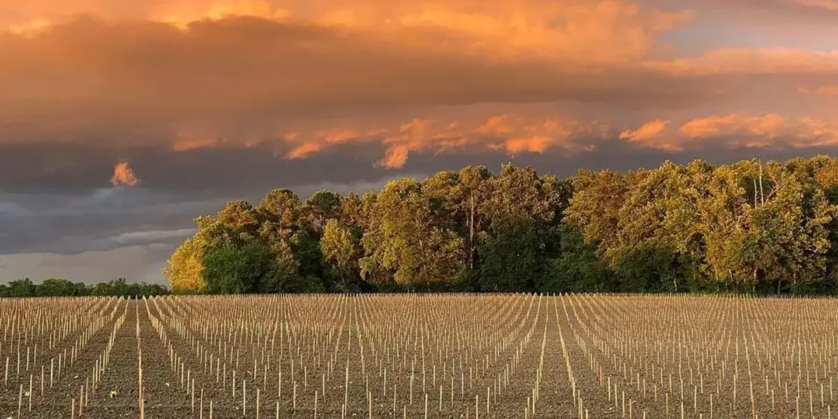 Vignobles Ducourt