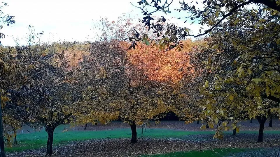 Élevage Du Bouyssou