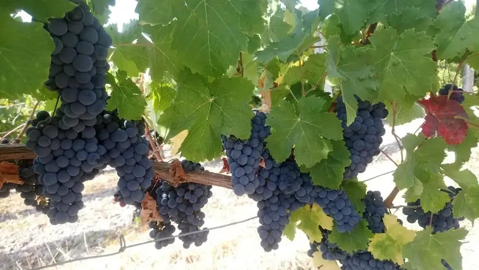 EARL La Grand-Maison Vins de Chinon
