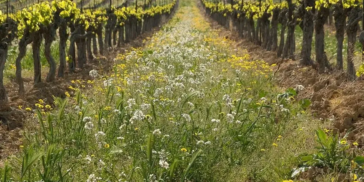 Domaine Puech Merle