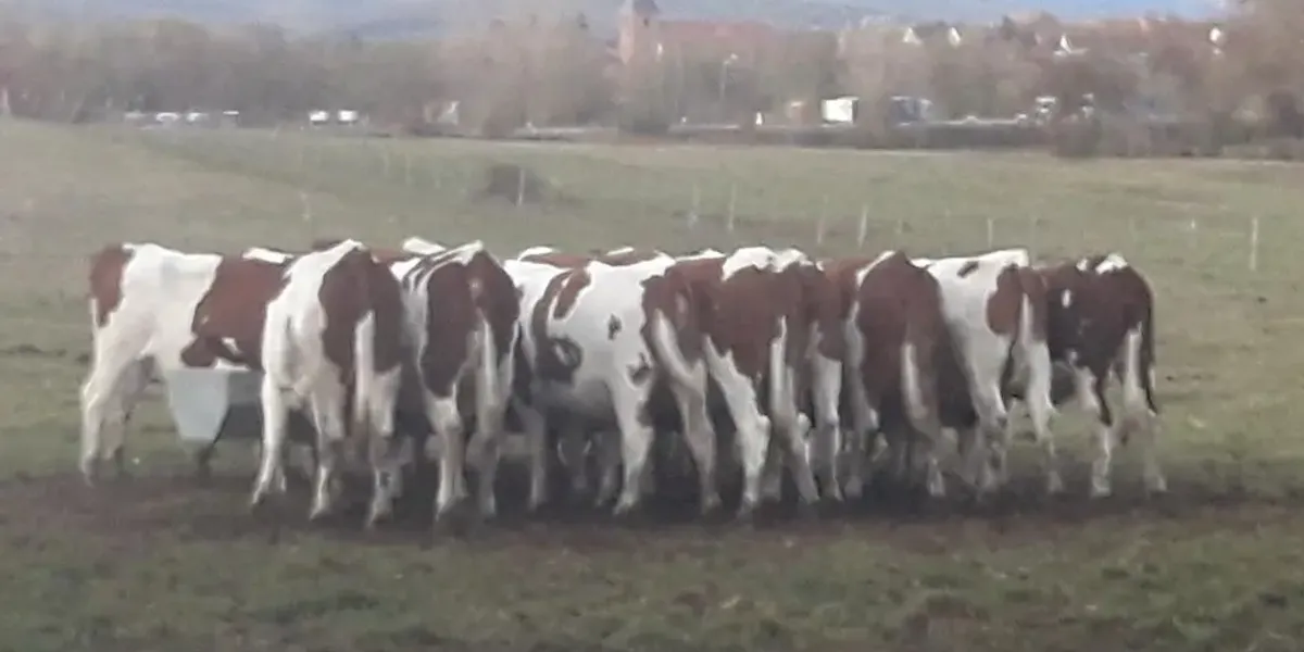 Ferme du Genival