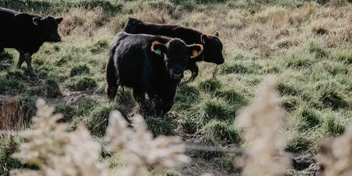 Angus des Abers