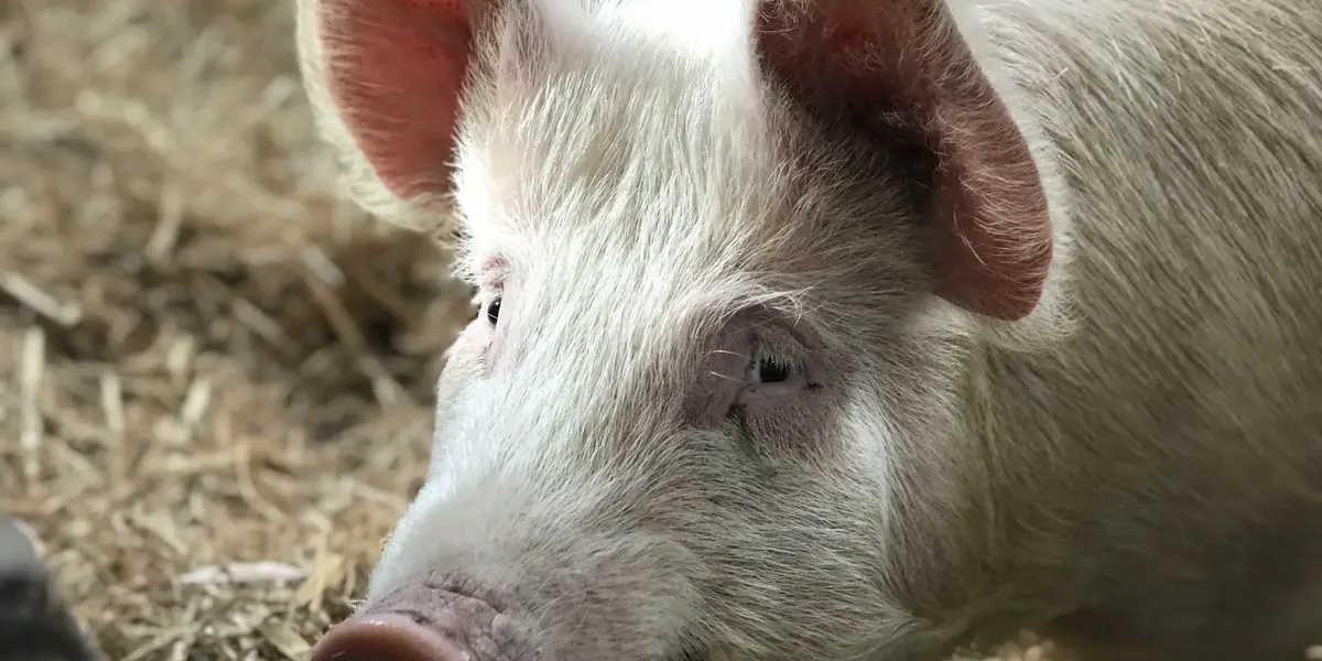 Ferme du Mont Berneuil