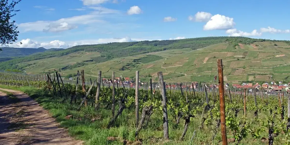 Domaine Léon Boesch