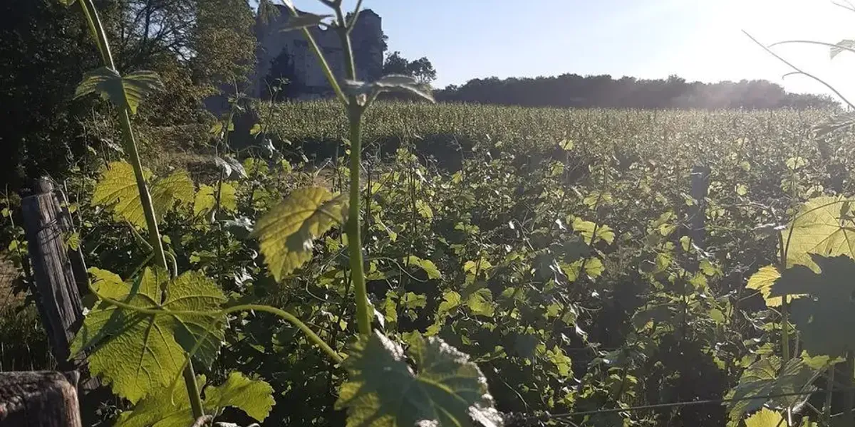 Domaine La Tour Beaumont