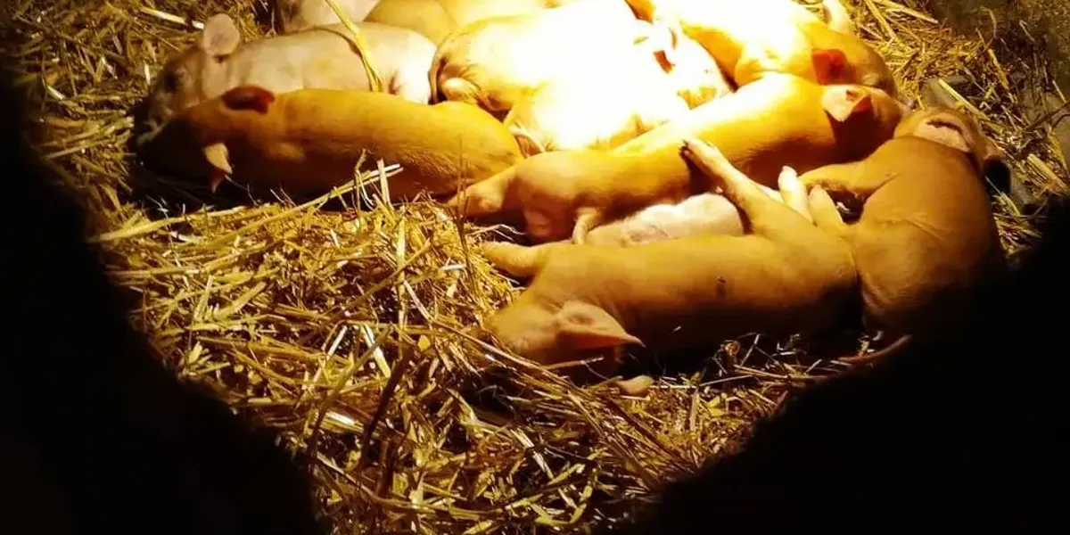 Ferme Le Carré Vert
