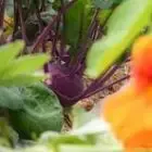 Logo de Les Potagers De Champvieux