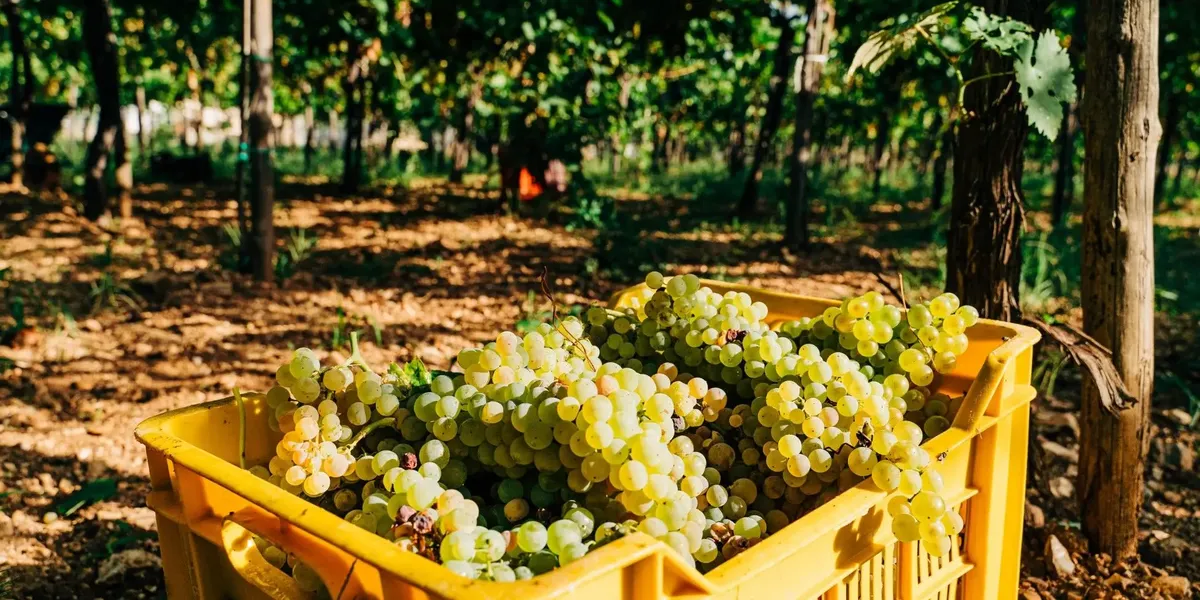 Les Vignobles Gayrel