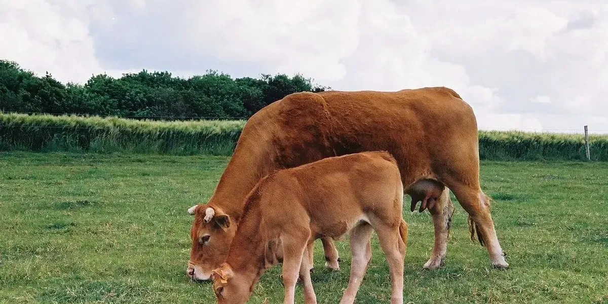 La Ferme de Chez Cohade