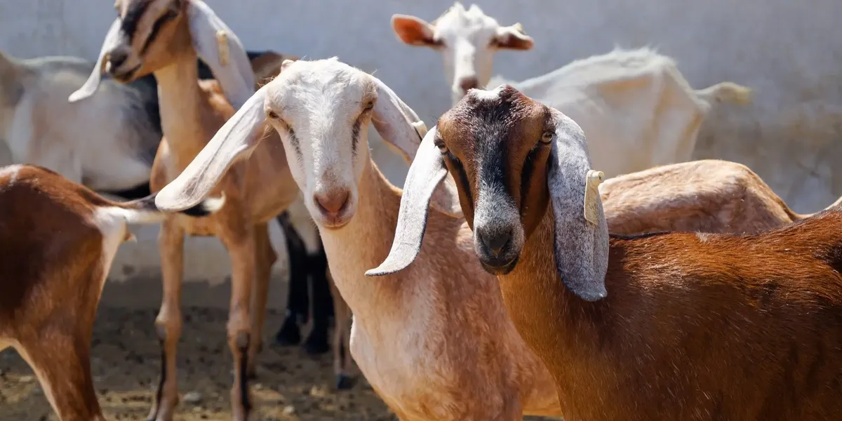 La Ferme du Serré