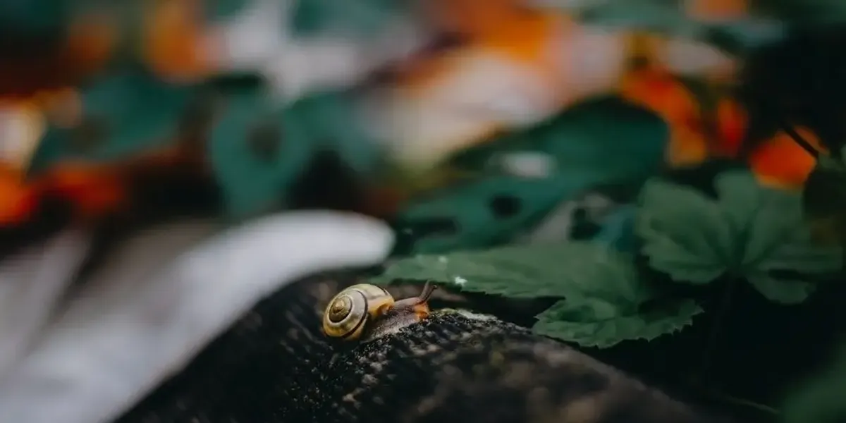 Les Escargots Du Pays D'Othe