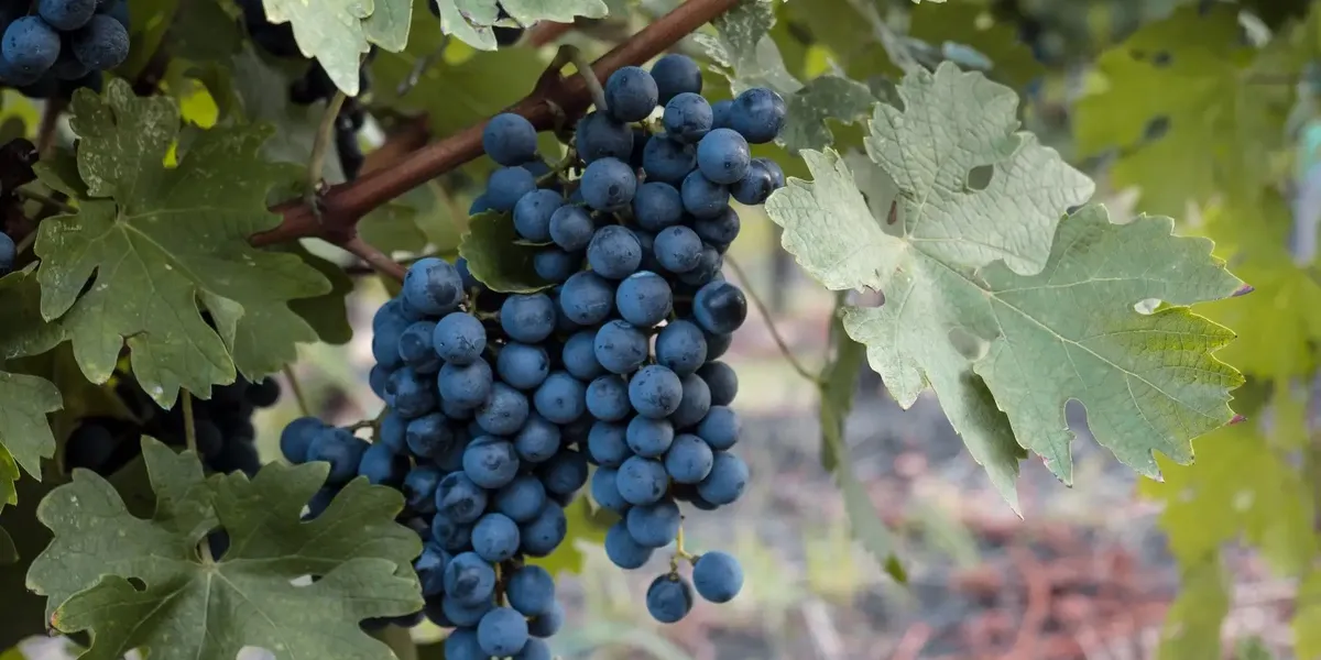 Domaine Monastrel