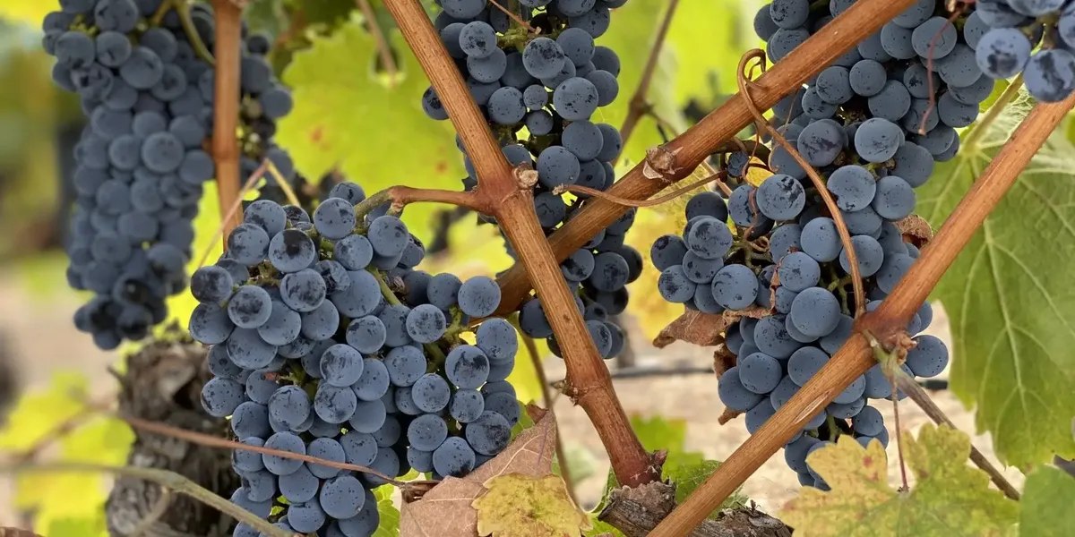 Chateau Du Prieure Des Mourgues