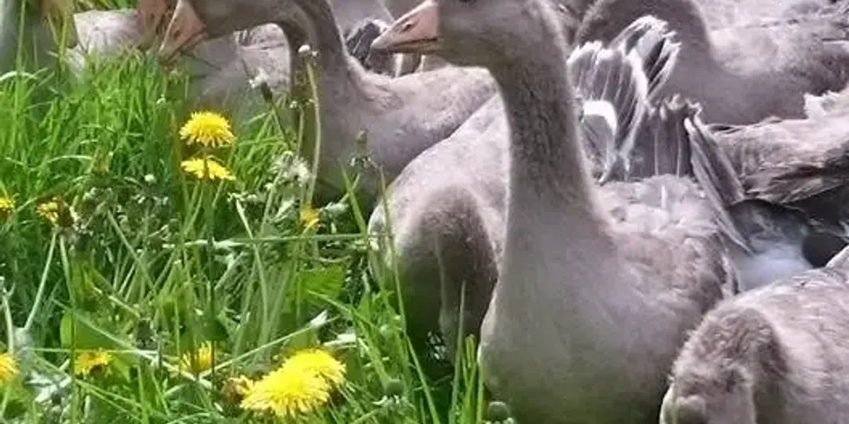 Producteur Foie Gras Périgord - La Ferme de Labrot