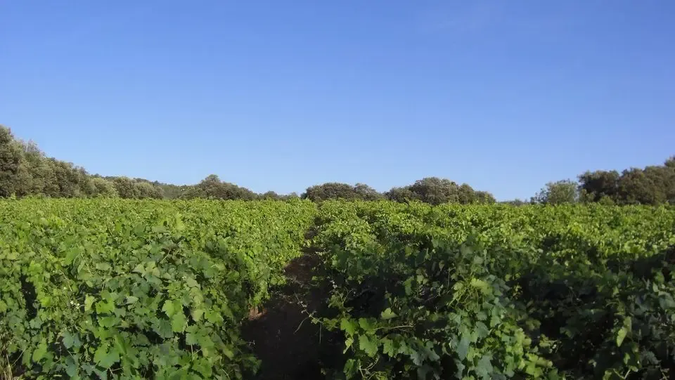 Domaine du mas alexandre