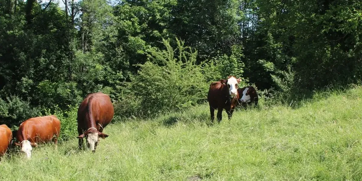 Ferme de la Grangette GAEC