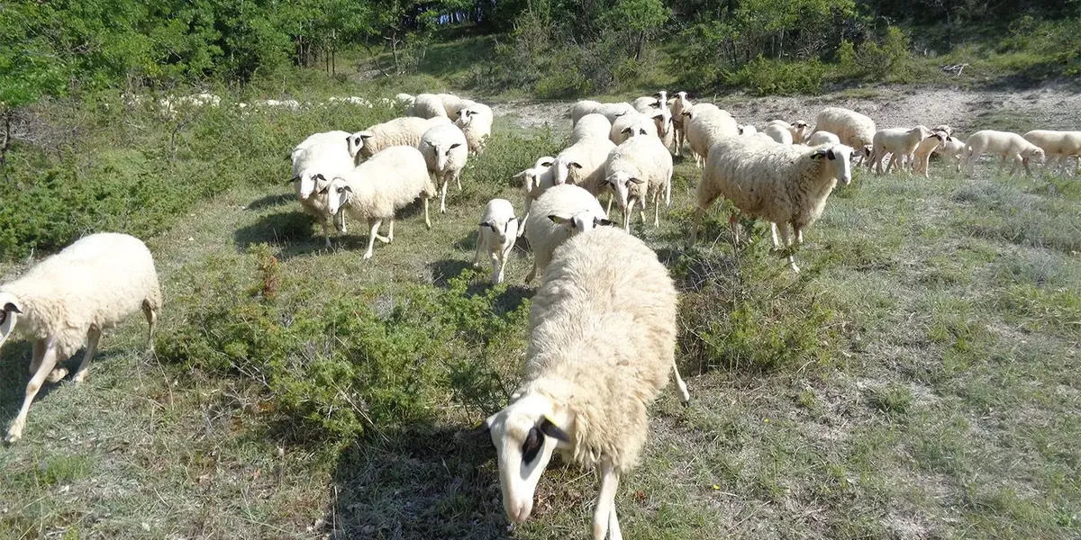 Ferme De Lagarriguette