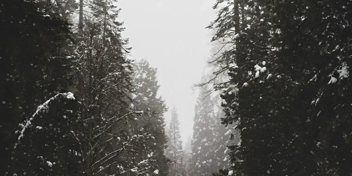 Sapins Schieber