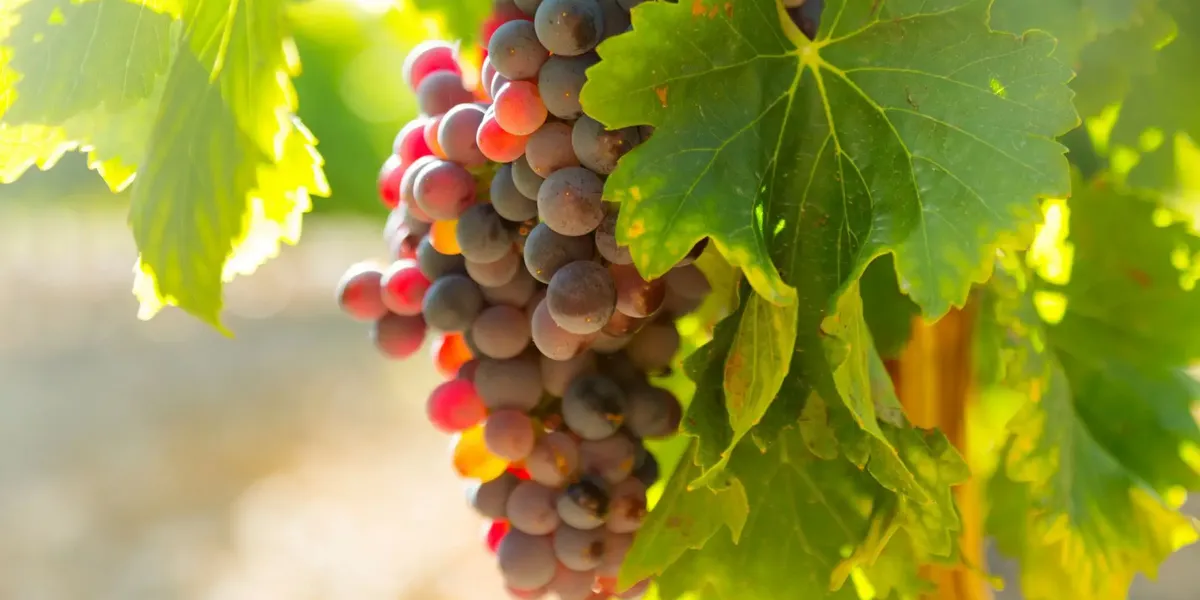 Domaine du Chêne Allaire