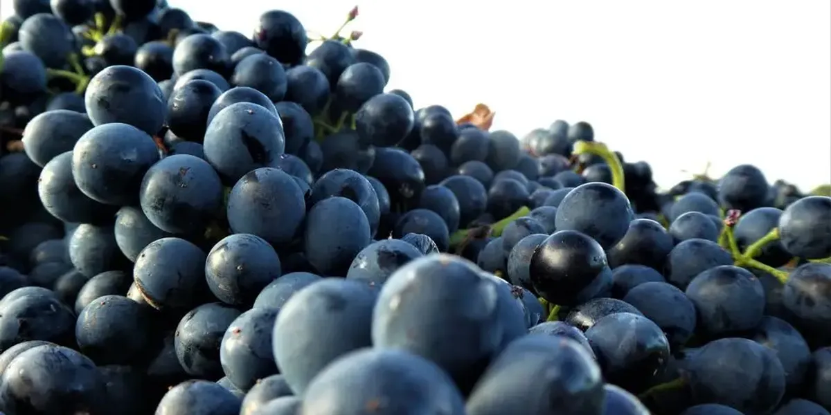 Domaine Ollier Taillefer