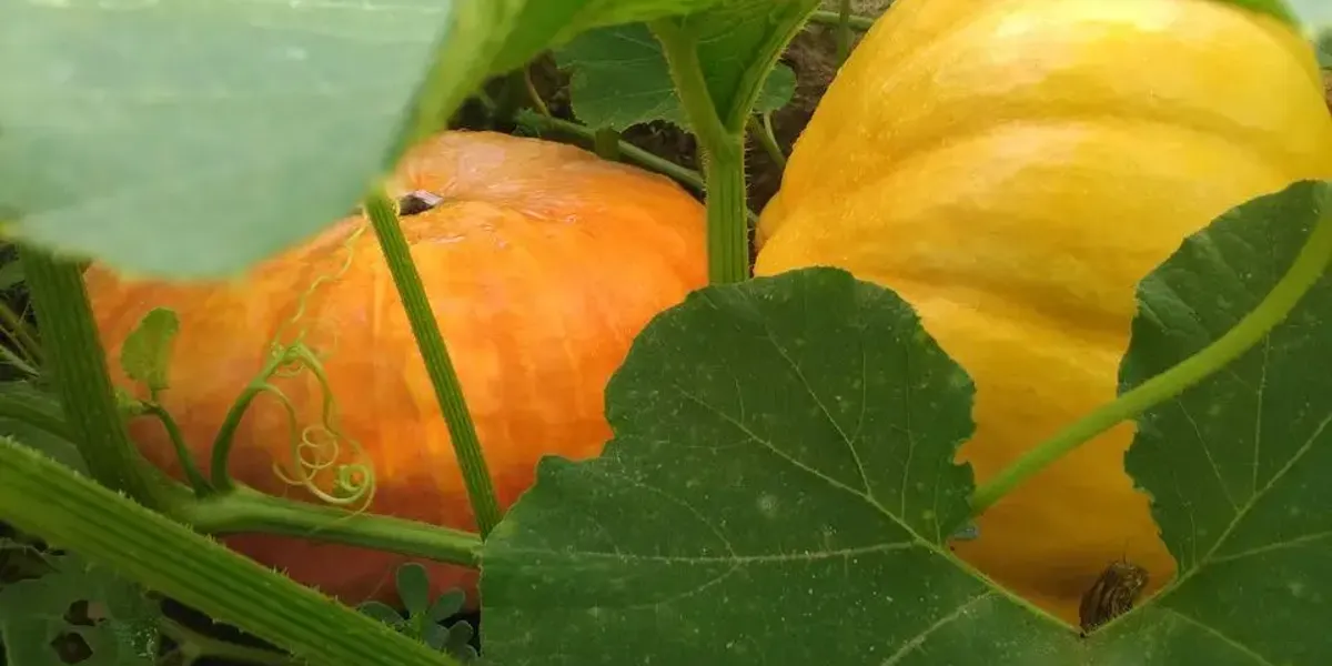 Les Jardins De Francis