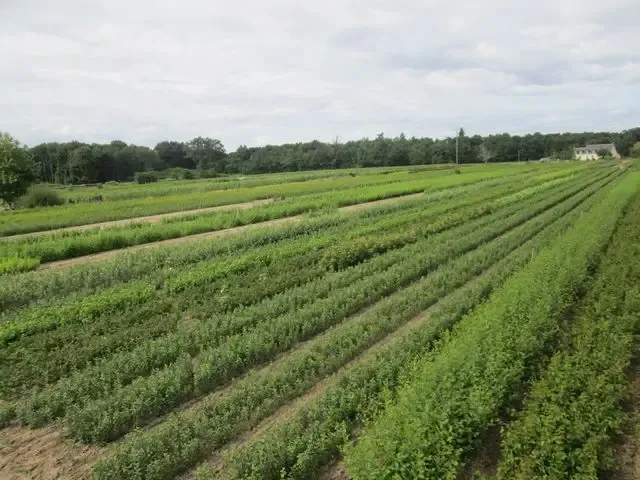 Beaufort Jeunes Plants