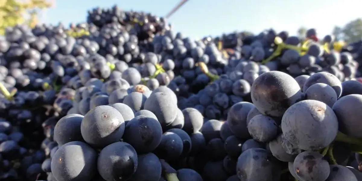 Domaine Denis Carré