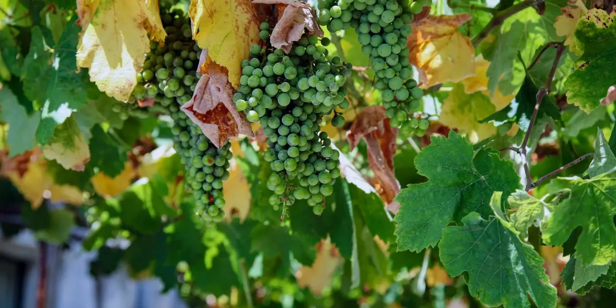 Chateau Les Moulinieres Scea Poujol Proprietaire