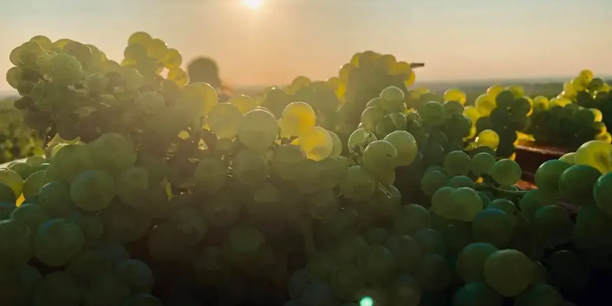 Champagne SIMON-MICHELOT