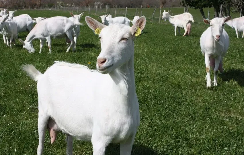 La Ferme De Cabriole