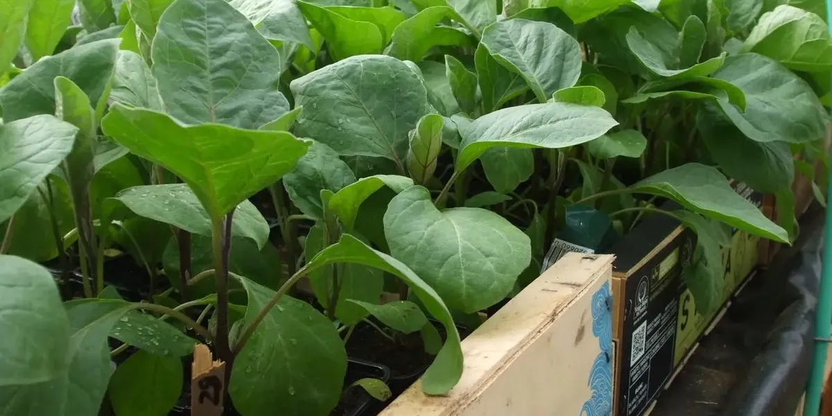 Potagers Gourmands