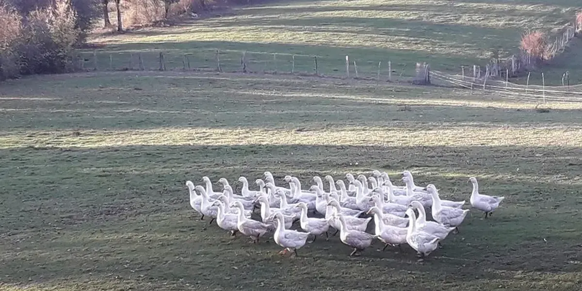 Ferme de Chabrat