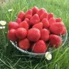 Logo de Les fraises et légumes de chez nous