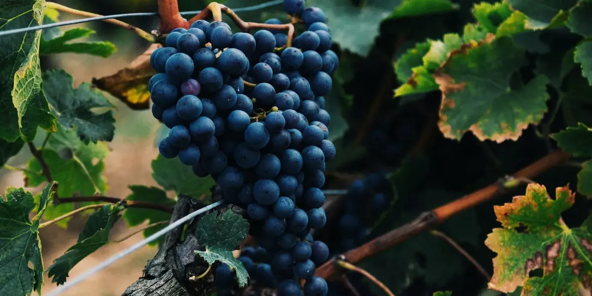Domaine SIEGLER Jean - Clos des Terres Brunes