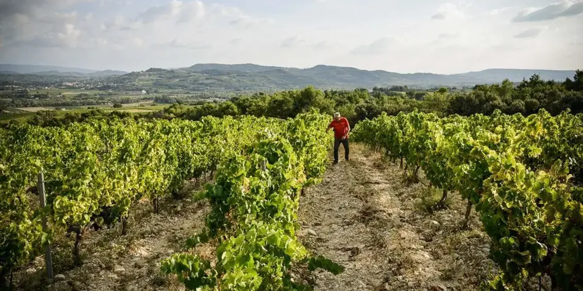 SCEA du Domaine Saint Vincent
