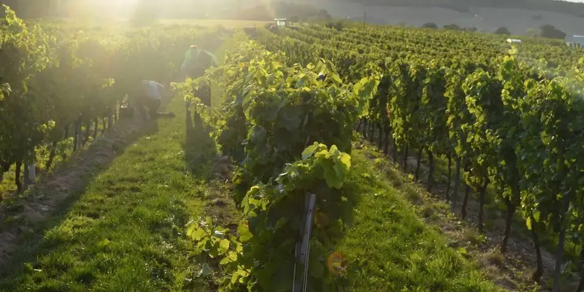 Domaine des Bérioles