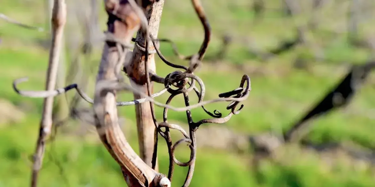 Domaine de Lafage, Vignoble en biodynamie