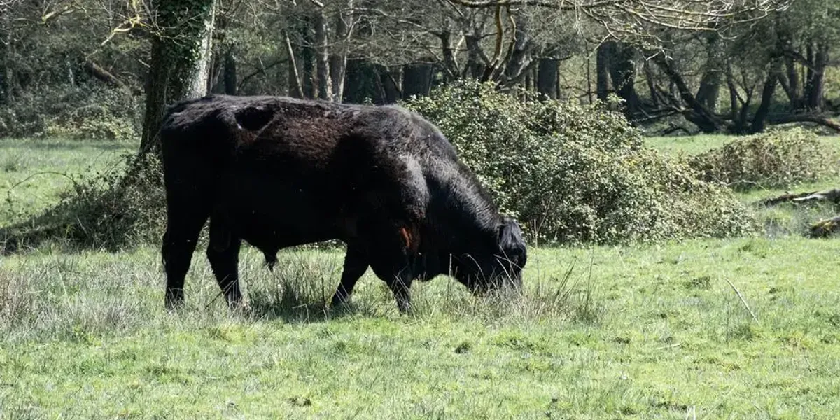 La Ferme Celtique