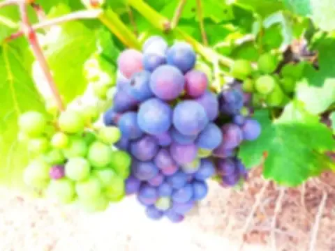 Domaine de la Bêche : Olivier Depardon