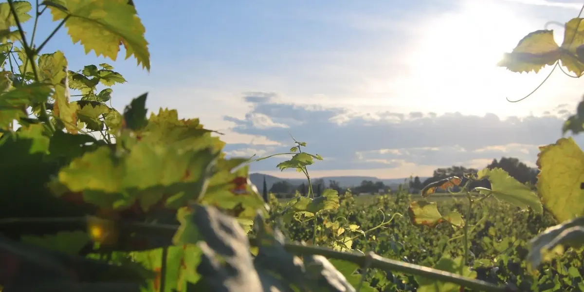 Domaine Des 3 Angles