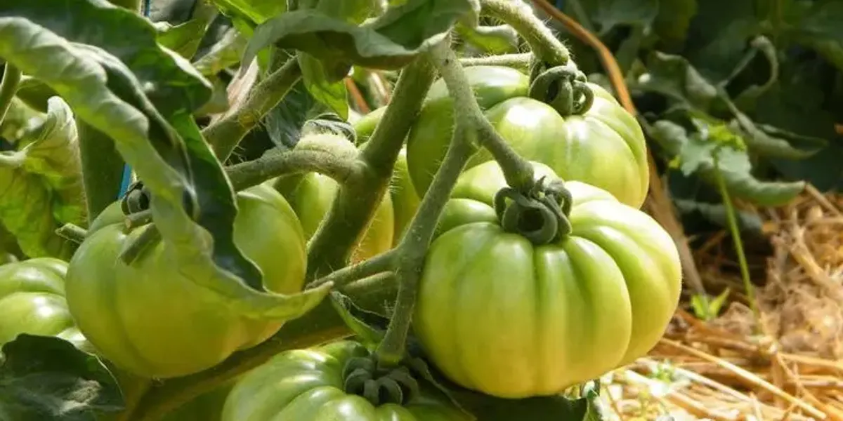 Les Potagers De Champvieux