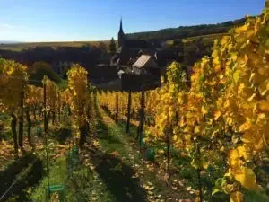 Domaine Hubert Meyer - Vins d'Alsace, vigneron