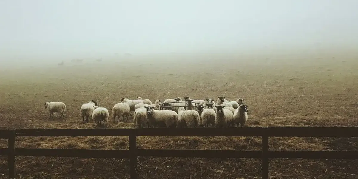 La Ferme De Vincent