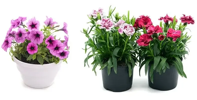 C'FLEURS