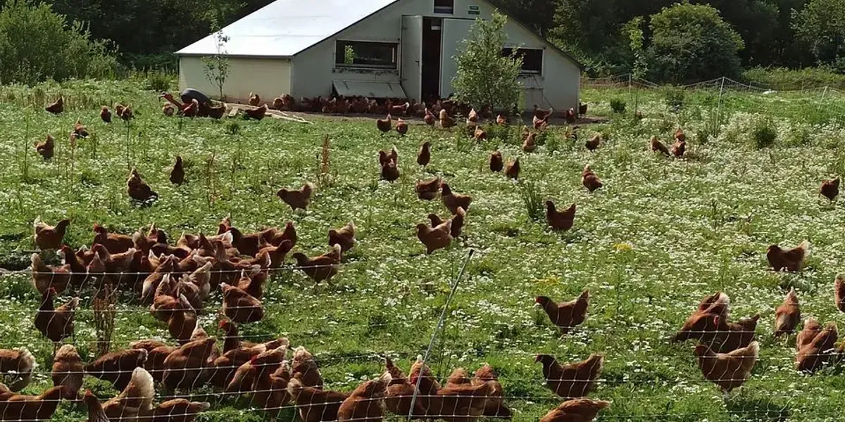 la ferme de Kernivinen
